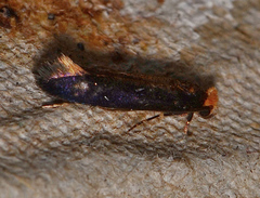 Craniosara pyrotricha
