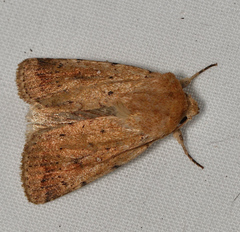 Proteuxoa porphyrescens