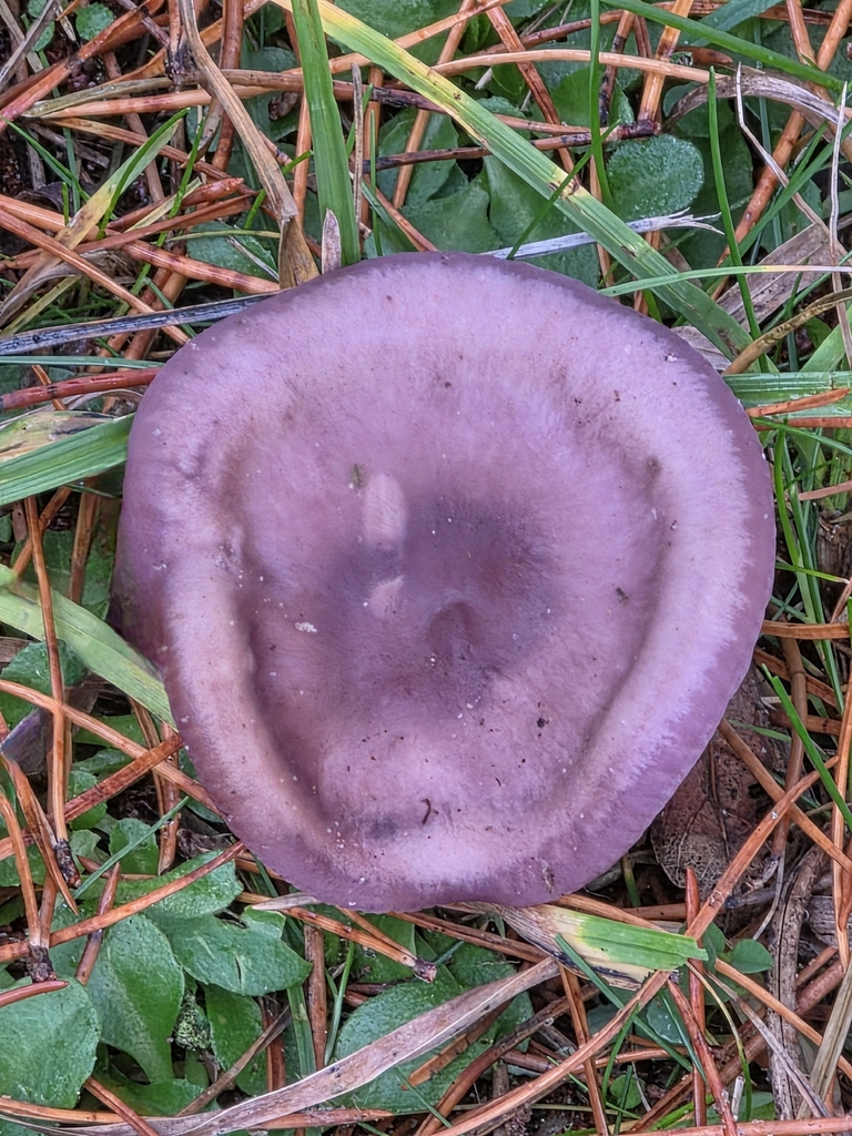 Collybia sordida · December 2025 · photo: © ikelman (iNaturalist, cc0)