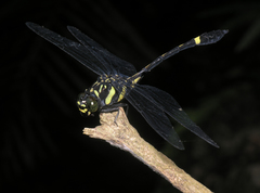 Gomphidictinus perakensis