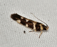 Macrobathra bigerella