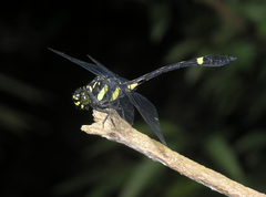 Gomphidictinus perakensis