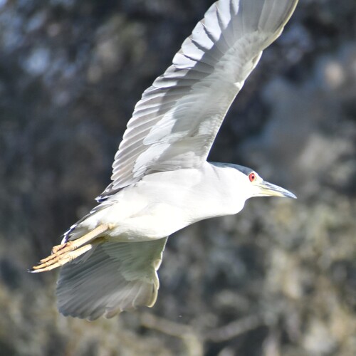 Black-crowned Night Heron photographed in Arizona