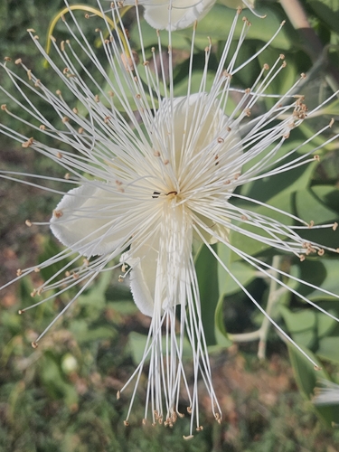 Capparis canescens, photograph 6