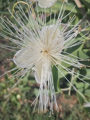 Capparis canescens, photograph author not stated, no rights reserved