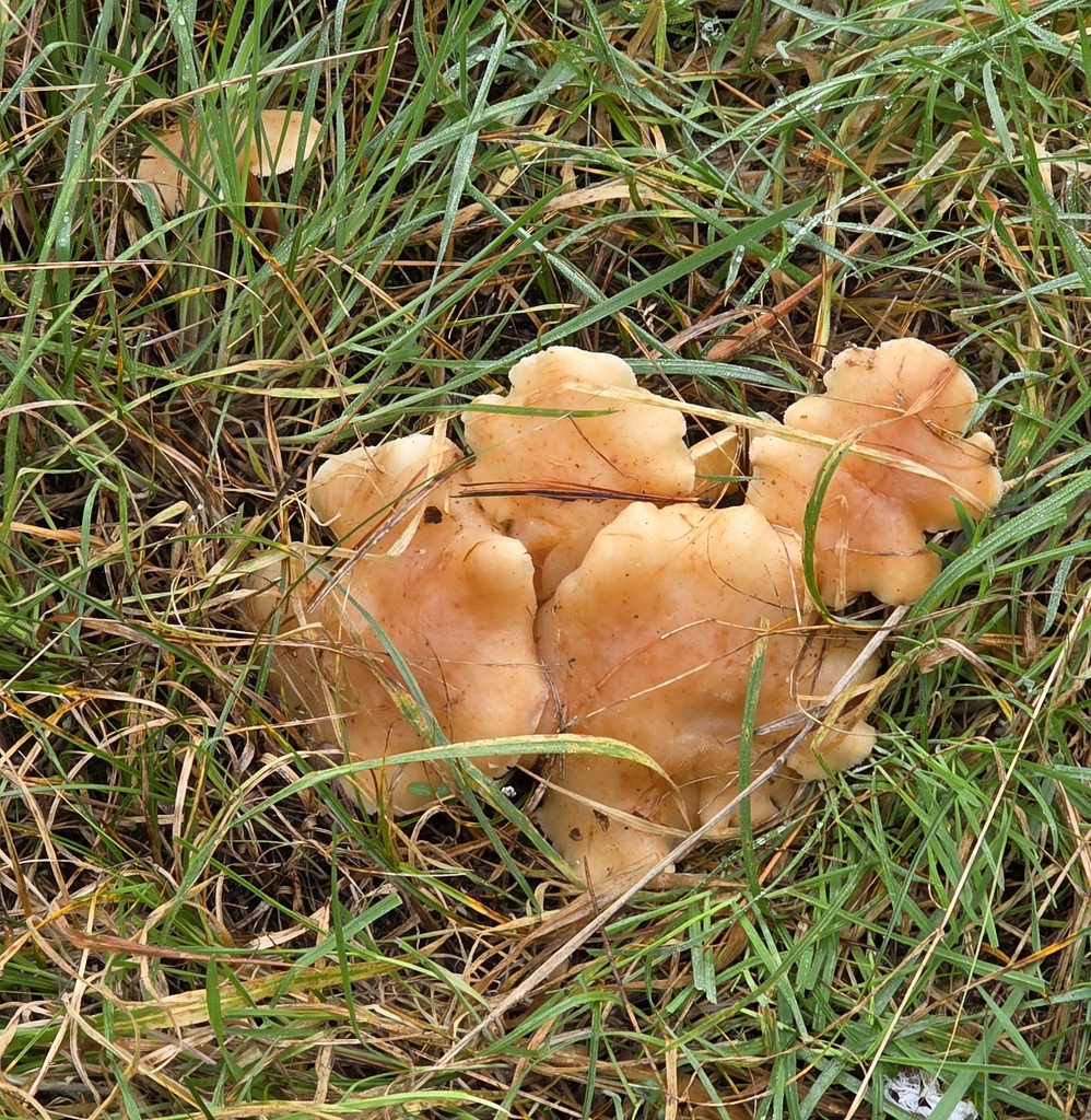 Rhodocollybia maculata