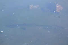 Mustelus