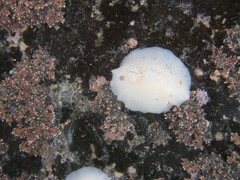 Atagema carinata