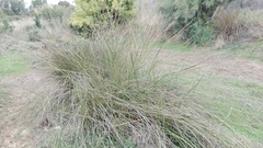 Pseudoschoenus inanis