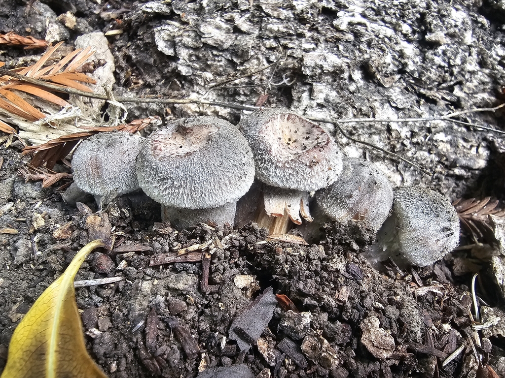 Armillaria sinapina · December 2025 · photo: © isaac_krone (iNaturalist, cc-by)