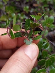Arctostaphylos nummularia