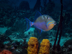 Balistes vetula