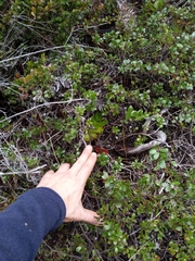 Arctostaphylos nummularia