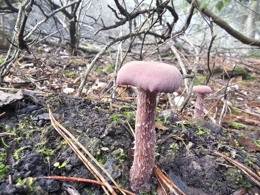 Laccaria amethysteo-occidentalis · December 2025 · photo: © isaac_krone (iNaturalist, cc-by)