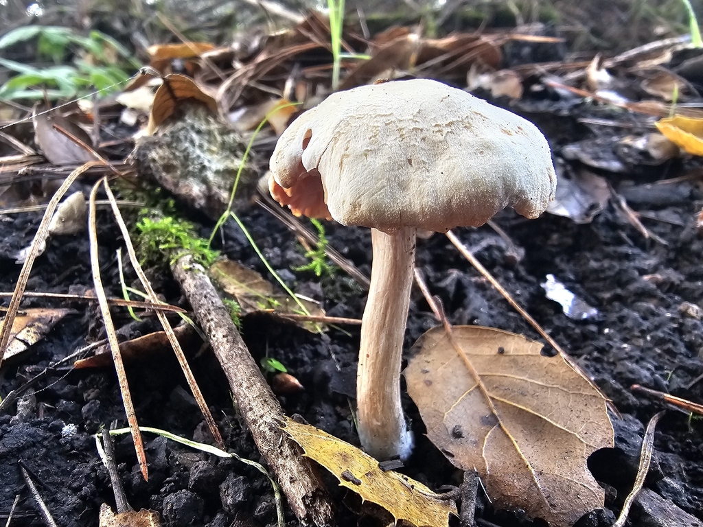 Laccaria amethysteo-occidentalis · December 2025 · photo: © isaac_krone (iNaturalist, cc-by)
