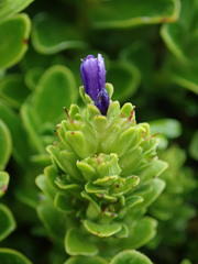 Veronica benthamii