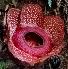 Rafflesia mira