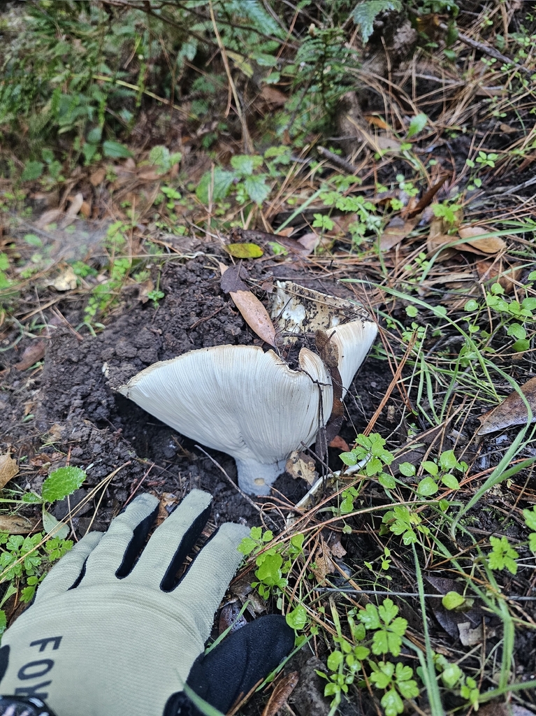 Russula brevipes · December 2025 · photo: © isaac_krone (iNaturalist, cc-by)