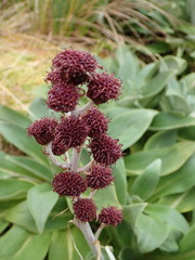 Pleurophyllum hookeri