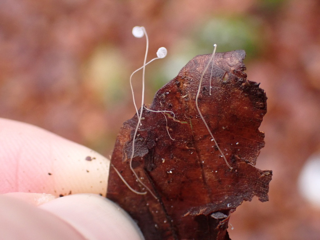 Mycena capillaris · November 2025 · photo: © ellyne (iNaturalist, cc0)