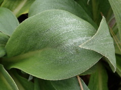 Pleurophyllum hookeri