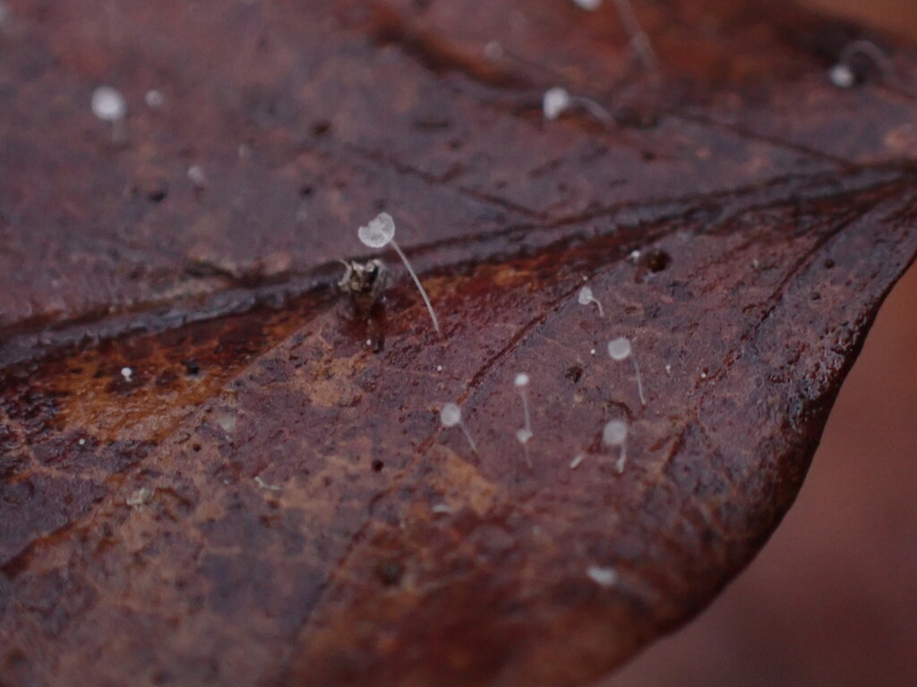 Mycena capillaris