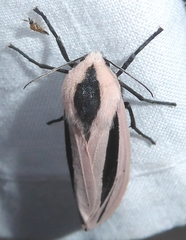 Creatonotos fasciatus