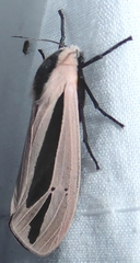 Creatonotos fasciatus