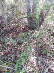 Pereskiopsis kellermanii