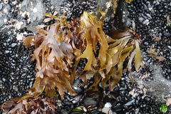 Pachymenia dichotoma