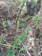 Pereskiopsis kellermanii
