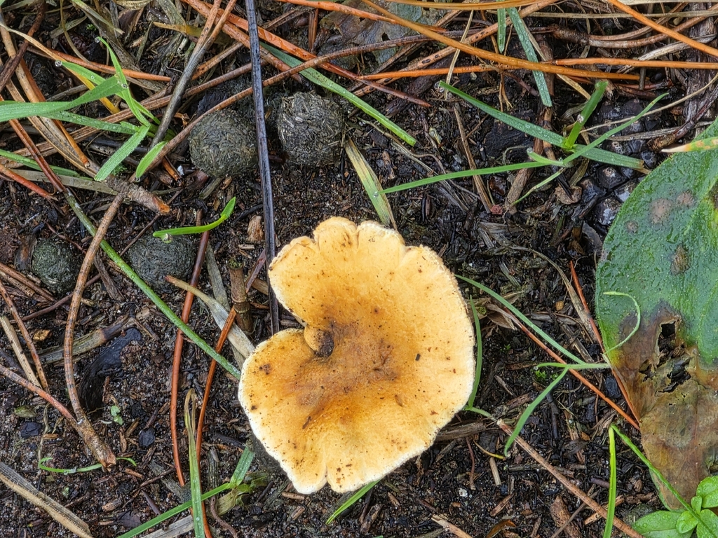 Hygrophoropsis aurantiaca · December 2025 · photo: © ikelman (iNaturalist, cc0)