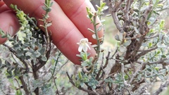 Justicia orchioides glabrata