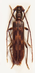 Trichopsathyrus modestus