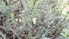 Justicia orchioides glabrata