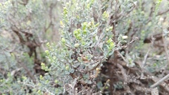 Justicia orchioides glabrata