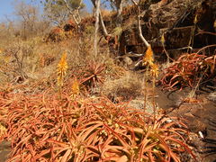 Aloe vanbalenii image