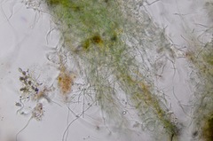 Schizothrix