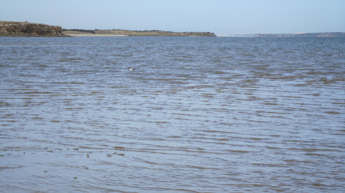 Recurvirostra novaehollandiae