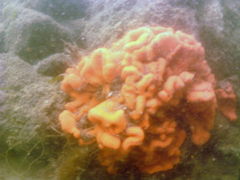 Clathria prolifera