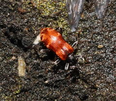 Lemodes atricollis