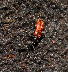 Lemodes atricollis