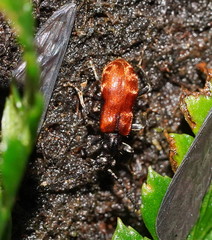 Lemodes atricollis