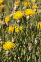 Centaurea chartolepis