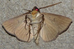 Ugia sundana