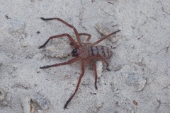 Delena lapidicola