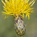 Centaurea chartolepis - Photo 由 Aleksandr Popov / Александр Попов 所上傳的 (c) Aleksandr Popov / Александр Попов，保留部份權利CC BY-NC