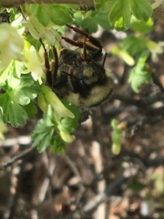 Bombus bifarius