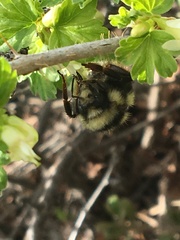 Bombus bifarius