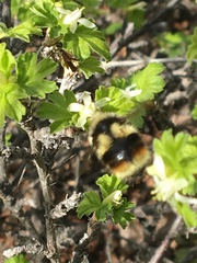 Bombus bifarius